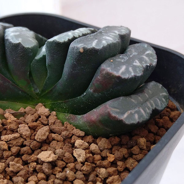 園芸ネット本店｜ハオルチア ：玉扇 8cm角鉢 の通販【公式】