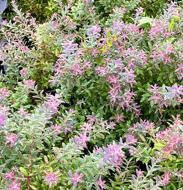 ブルーベリー:ローザスブラッシュ5号ポット