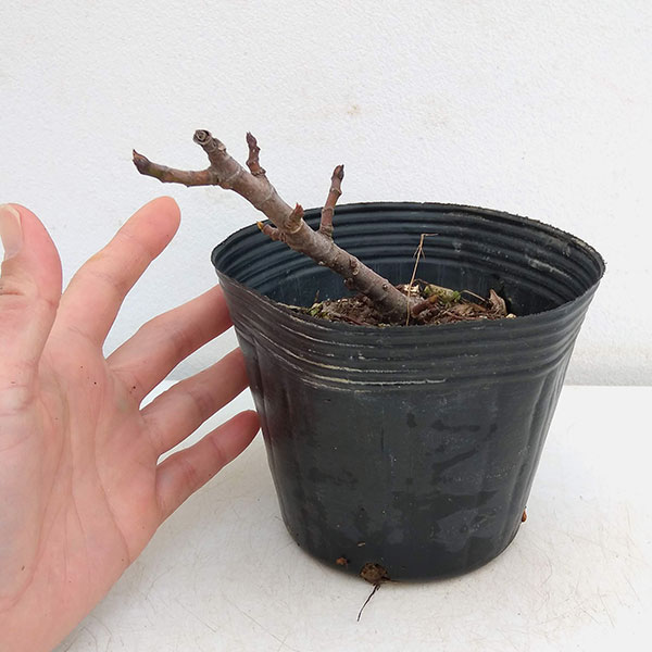 イチジク:アイスクリスタル4号ポット