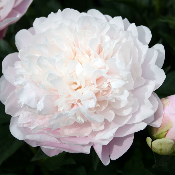 シャクヤク(芍薬):滝の粧(たきのよそおい)4号ポット