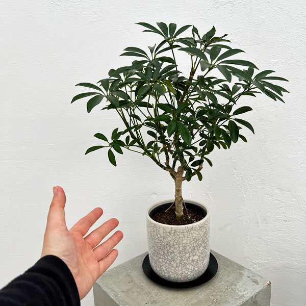 園芸ネット本店｜[ギフトに]シェフレラ コンパクタ3.5号植え