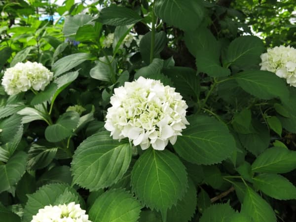 あじさい アジサイ・コンフェッティー 耐寒性落葉低木 7号鉢 | 果樹・花木