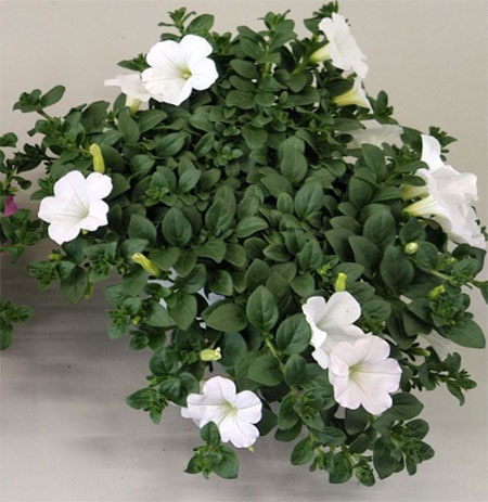 ランドスケープペチュニア:おゆきちゃん6号鉢