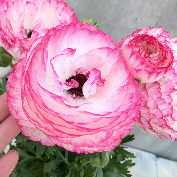 ラナンキュラス：スプリンクルス：ピンクバイカラー5号鉢植え