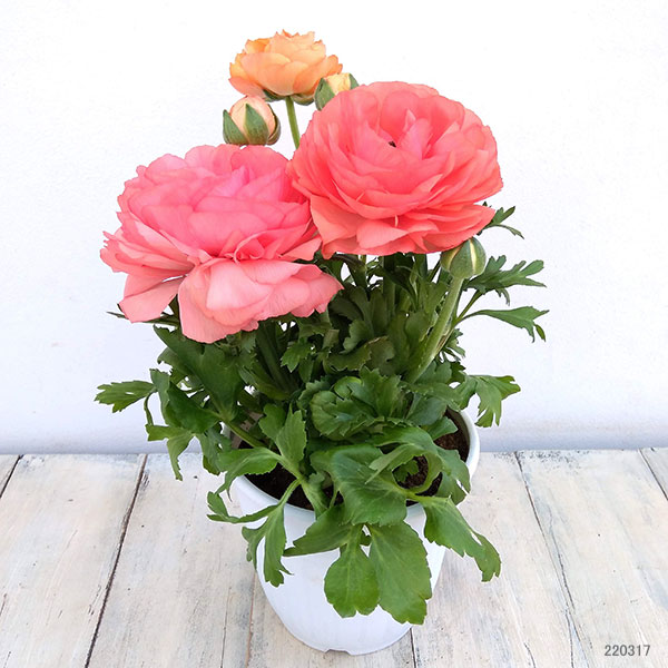 園芸ネット本店｜ラナンキュラス：ワンダーランドiQ：アプリコット5号