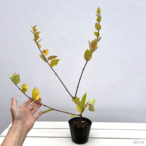 ロニセラ：フレグランティシマ3-4号ポット