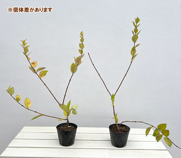 ロニセラ：フレグランティシマ3-4号ポット