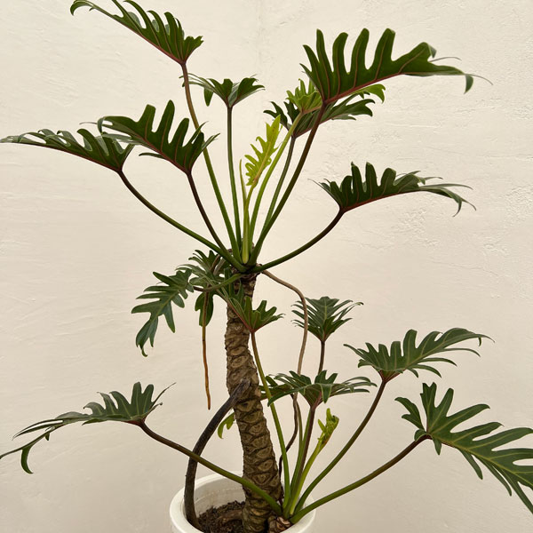 園芸ネット本店｜フィロデンドロン：クッカバラ 7号鉢植え 24-01 の