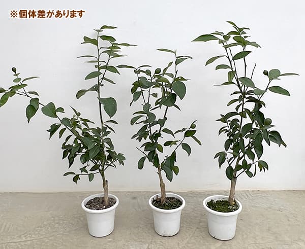 レモン：サイパンレモン 5号鉢植え[実付き]