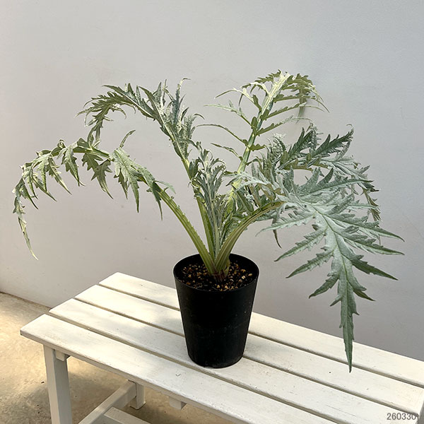 アーティチョーク：グリーングローブ6号鉢植え