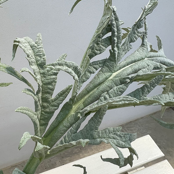 アーティチョーク：グリーングローブ6号鉢植え