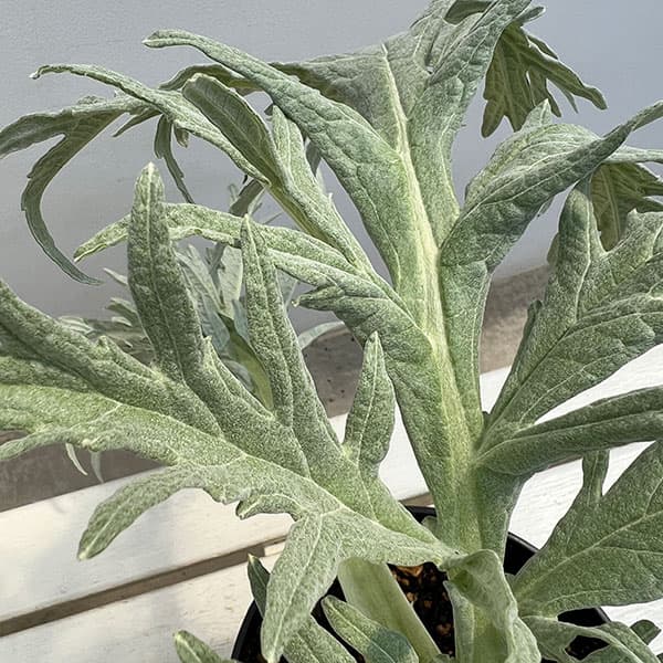 アーティチョーク:インペリアルスター6号鉢植え