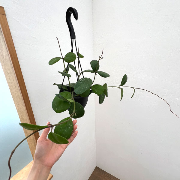 ホヤ:オボバタ 5号吊り鉢