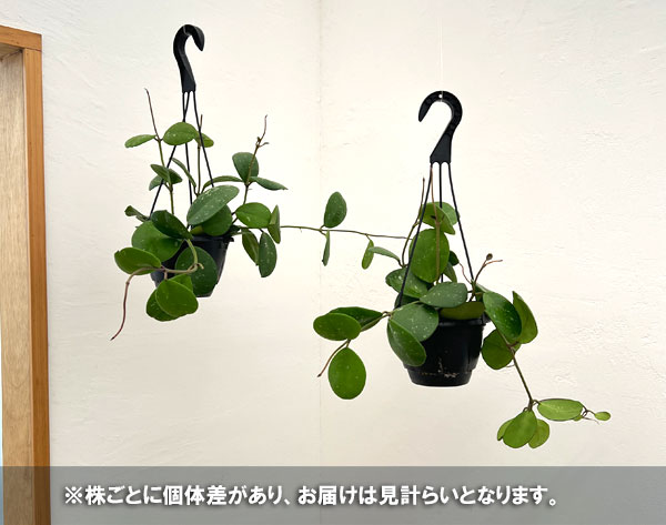 ホヤ:オボバタ 5号吊り鉢