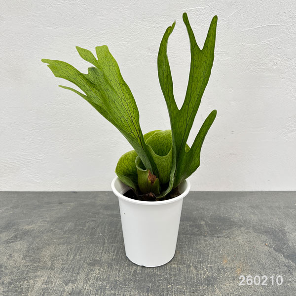 ビカクシダ：（コウモリラン）：グランデ　4号鉢入り