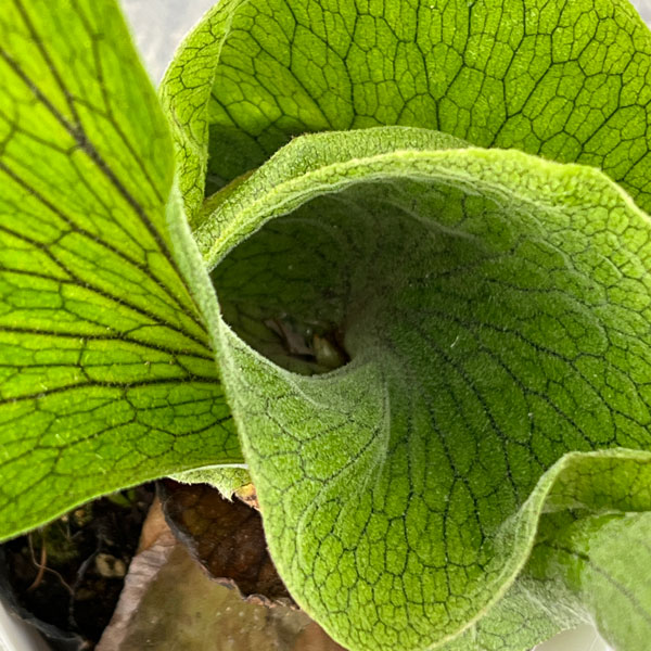 ビカクシダ：（コウモリラン）：グランデ　4号鉢入り