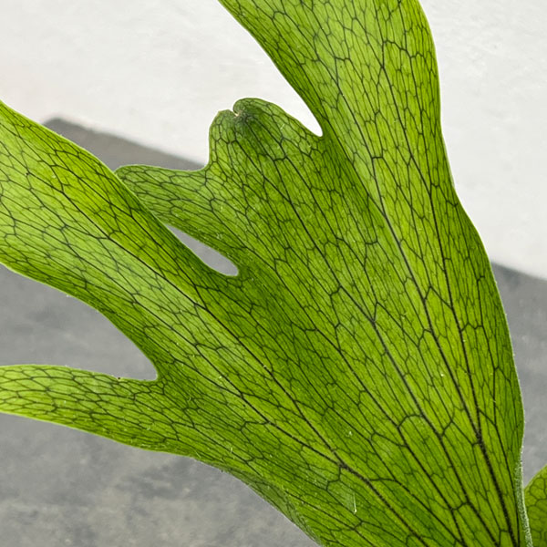 ビカクシダ：（コウモリラン）：グランデ　4号鉢入り