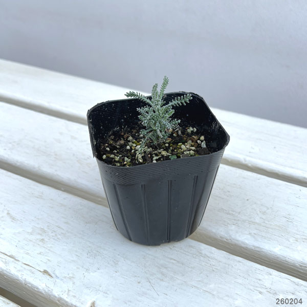 サントリナ：グレイ3号ポット