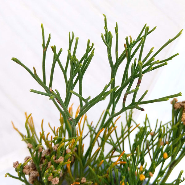 マツバラン：万代竺（バンダイジク）3.5号