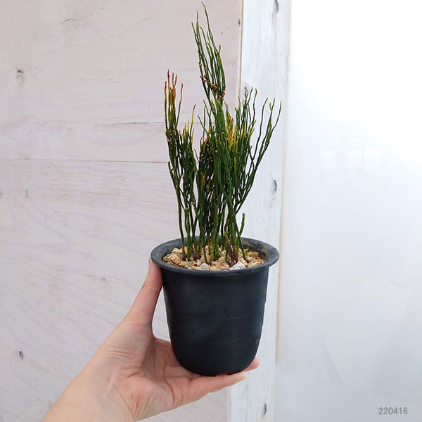 マツバラン：鳳明竺（ホウメイジク）3.5号