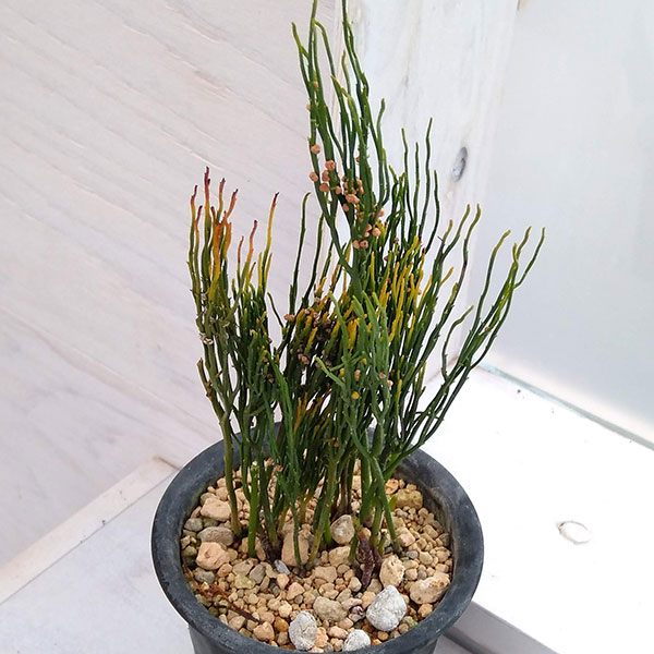 マツバラン：鳳明竺（ホウメイジク）3.5号