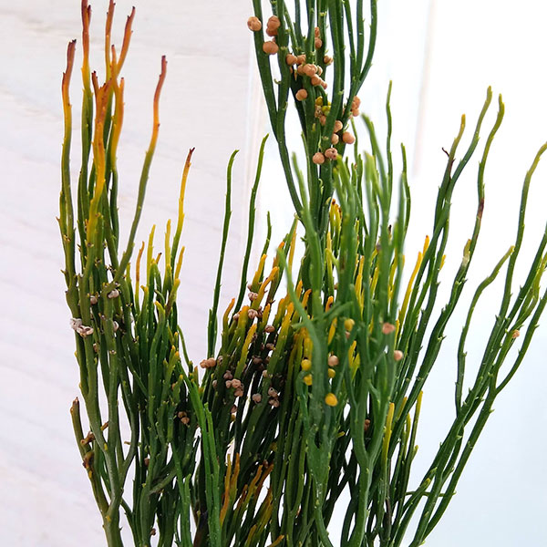 マツバラン：鳳明竺（ホウメイジク）3.5号