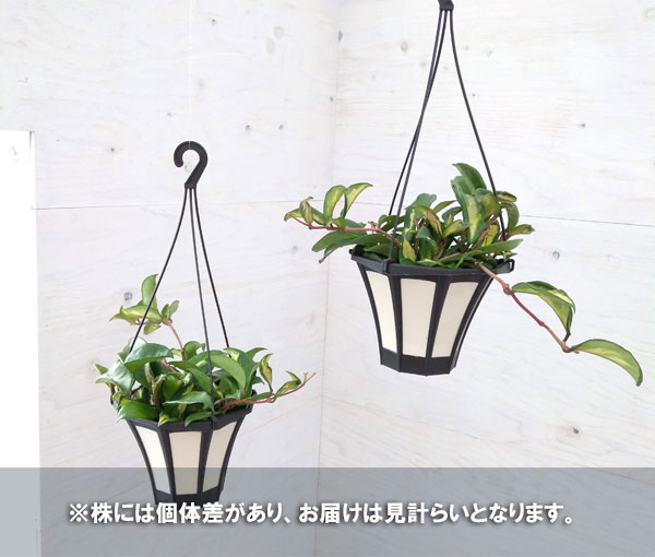 ホヤ:カルノーサエキゾティカ 5号吊鉢