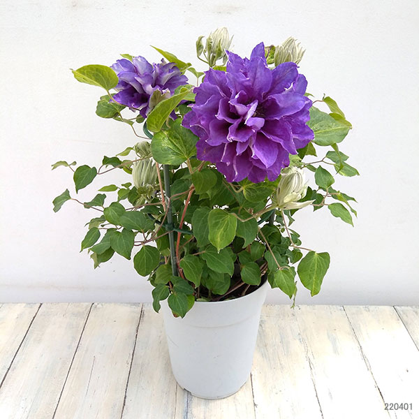 クレマチス：新紫玉（シンシギョク）5号鉢植え