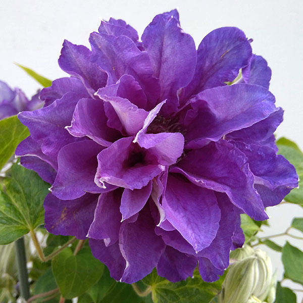 クレマチス：新紫玉（シンシギョク）5号鉢植え