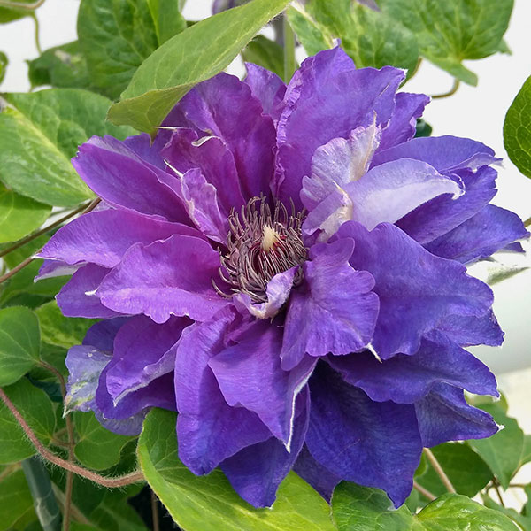 クレマチス：新紫玉（シンシギョク）5号鉢植え