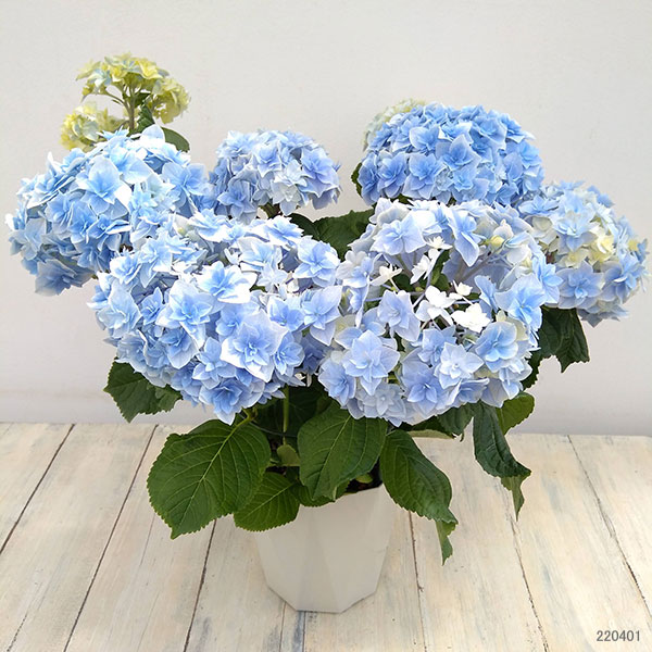 園芸ネット本店｜アジサイ：恋の魔法（ブルー）5号鉢植え の通販【公式】