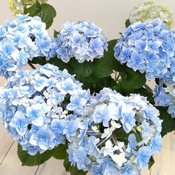 アジサイ:恋の魔法(ブルー)5号鉢植え