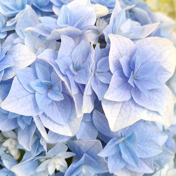 園芸ネット本店｜アジサイ：恋の魔法（ブルー）5号鉢植え の通販【公式】