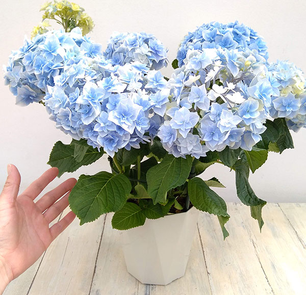 アジサイ:恋の魔法(ブルー)5号鉢植え