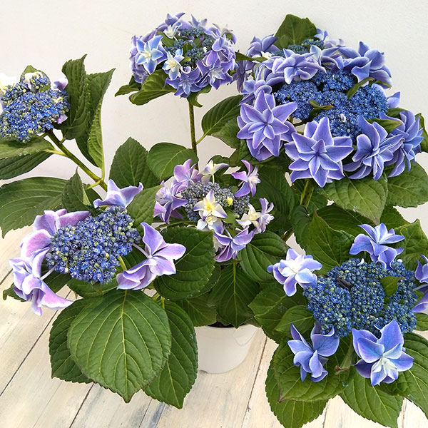 アジサイ:朱雀(すざく)3.5号ポット