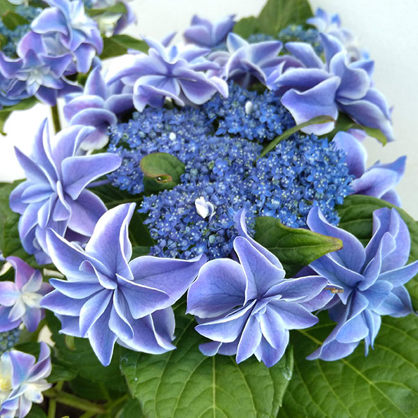 アジサイ:朱雀(すざく)3.5号ポット