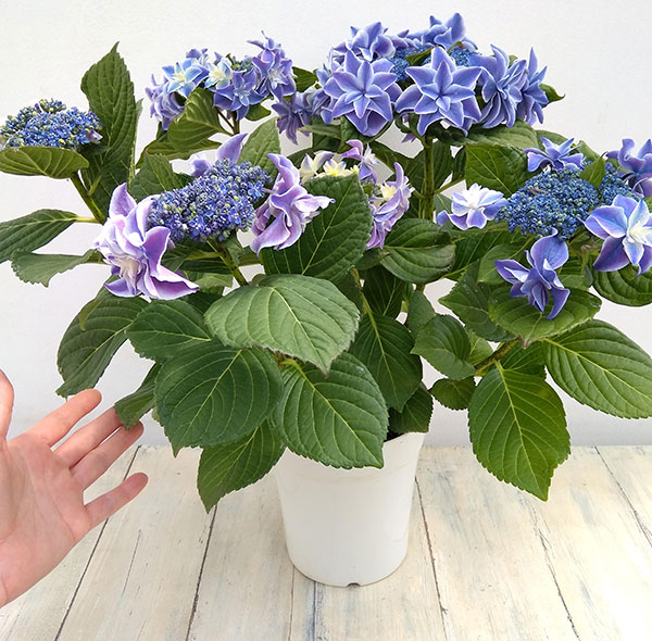 あじさいさく様 imgrc0101194218.jpg