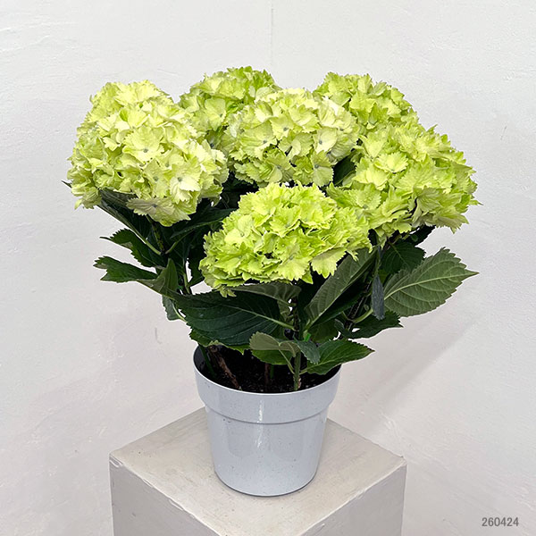 アジサイ：レモンキッス（ブルー）5号鉢植え