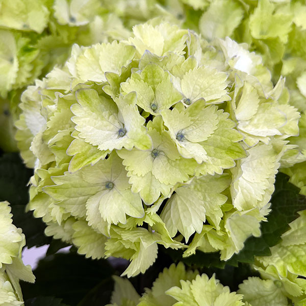 アジサイ：レモンキッス（ブルー）5号鉢植え
