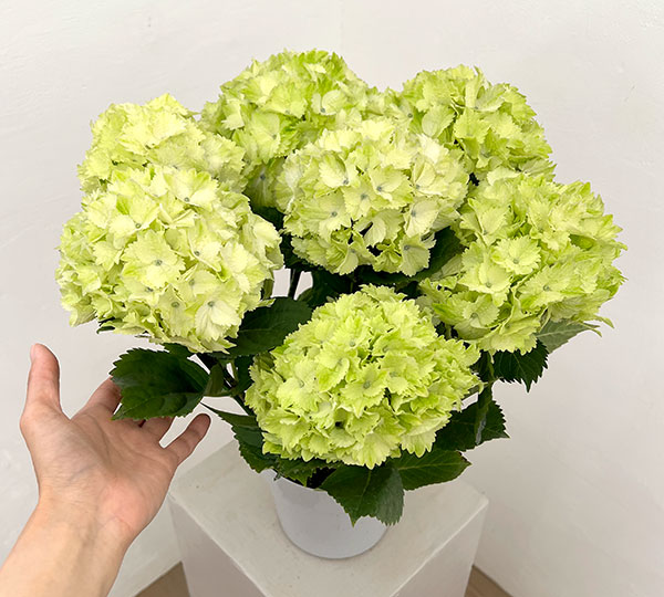 アジサイ:レモンキッス(ブルー)5号鉢植え