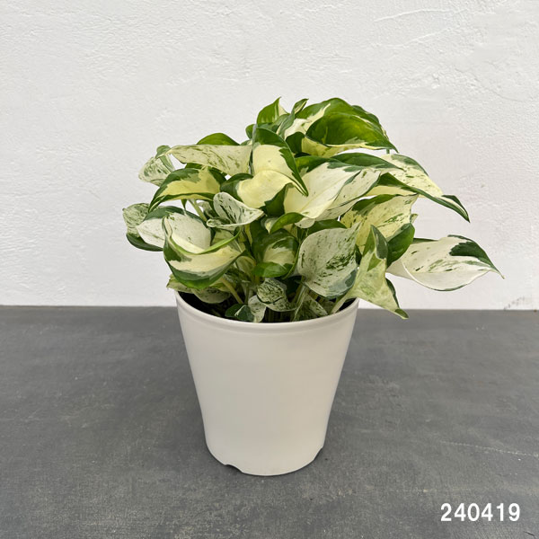 園芸ネット本店｜ポトス：ステータス 5号鉢植え の通販【公式】