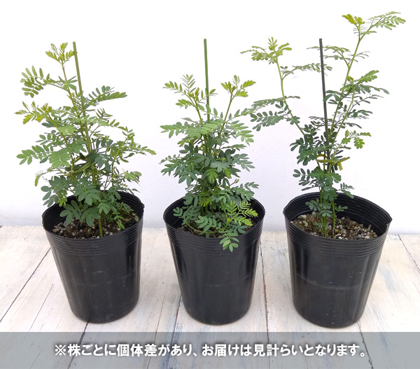 アカシア:ドラモンディ4号ポット