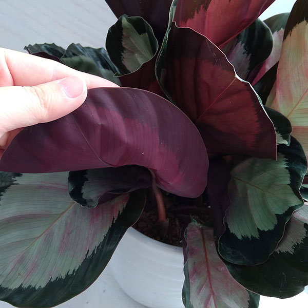 カラテア：ロゼオピクタ・ロージー 5号 の通販 | 園芸ネット