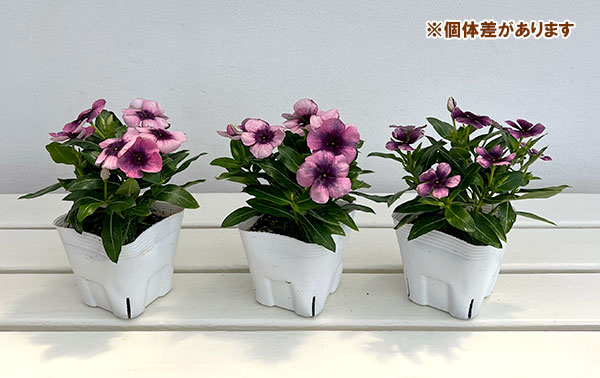 ニチニチソウ：モネアンティーク 花色ミックス3.5号ポット