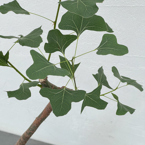 ブラキキトン(ボトルツリー):ポプルネウス(丸葉タイプ) 4号ポット