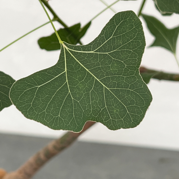 ブラキキトン(ボトルツリー):ポプルネウス(丸葉タイプ) 4号ポット