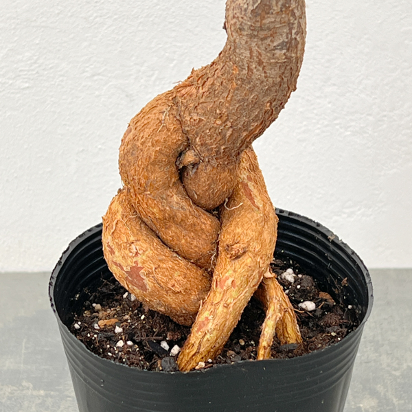 ブラキキトン(ボトルツリー):ポプルネウス(丸葉タイプ) 4号ポット