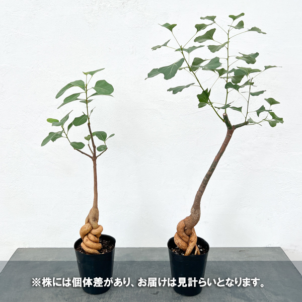 ブラキキトン(ボトルツリー):ポプルネウス(丸葉タイプ) 4号ポット