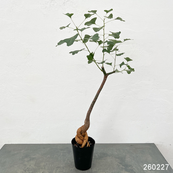 ブラキキトン(ボトルツリー):ポプルネウス(丸葉タイプ) 4号ポット