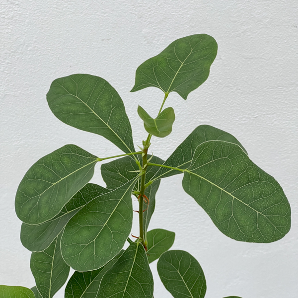 ブラキキトン(ボトルツリー):ポプルネウス(丸葉タイプ) 4号ポット